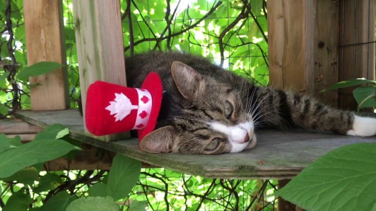Canada cat Canada cat
