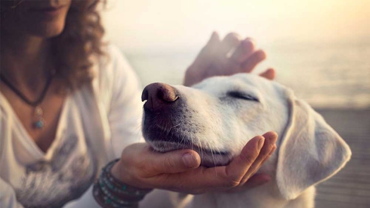 1730278114132212.jpg dog-feeling.jpg